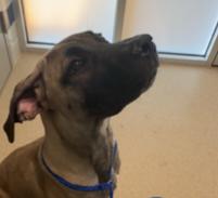 August, a Adoptable mixed breed in Edmond, OK image 4/5