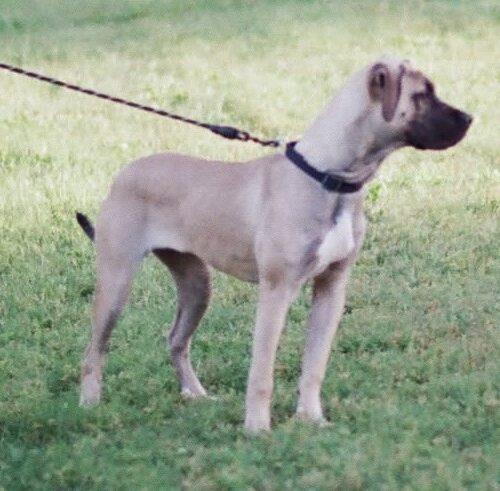 August, a Adoptable mixed breed in Edmond, OK image 5/5