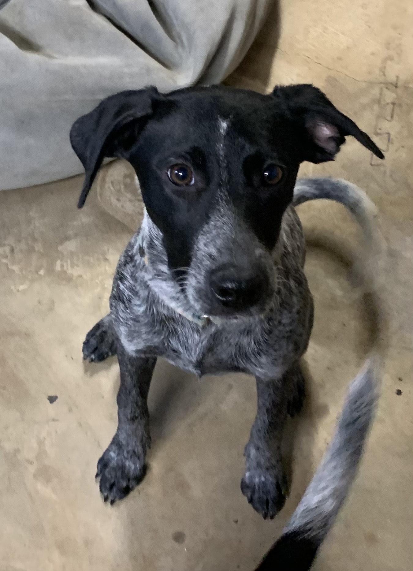 Ester, Adoptable, Puppy Female Pointer.