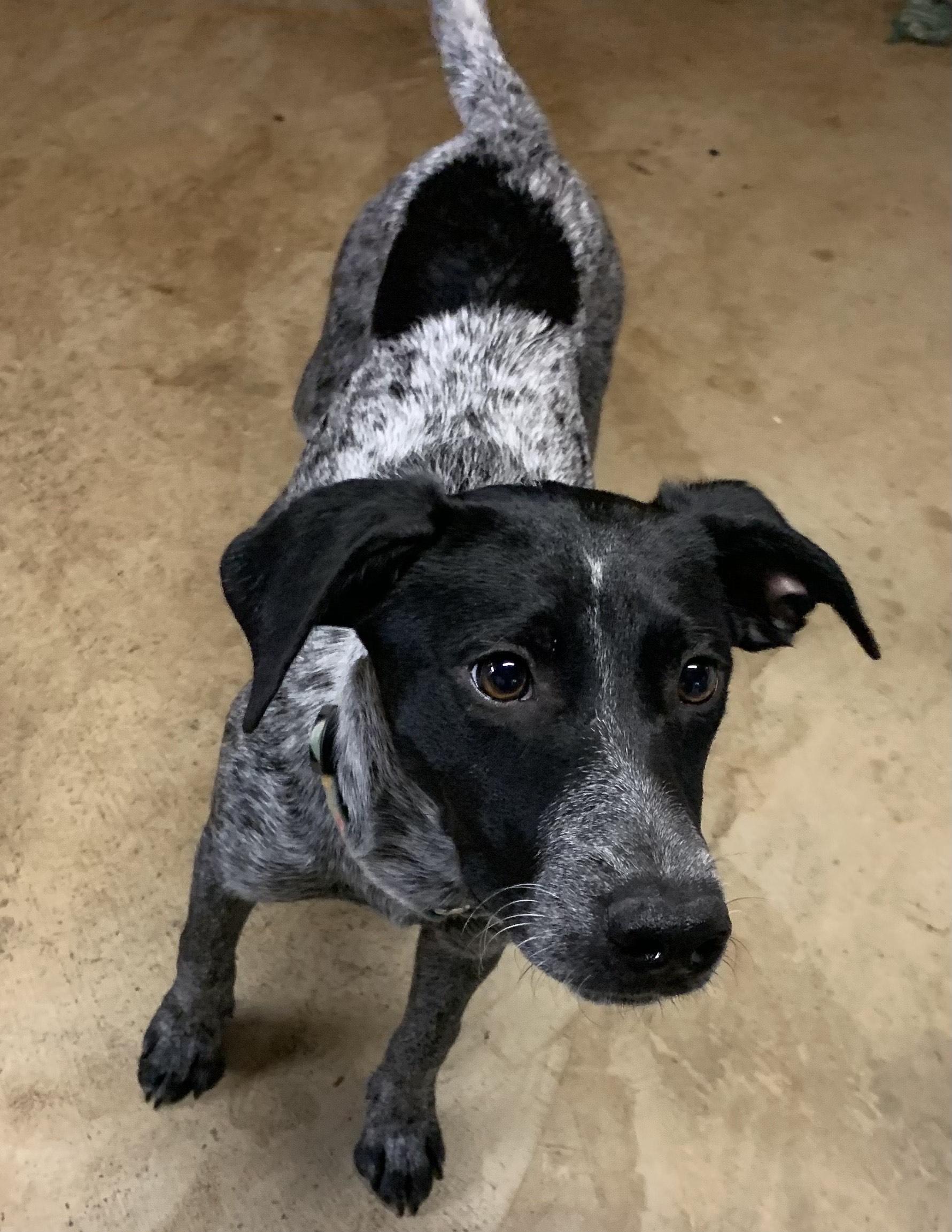 Ester, a Adoptable mixed breed in Greeneville, TN image 2/2