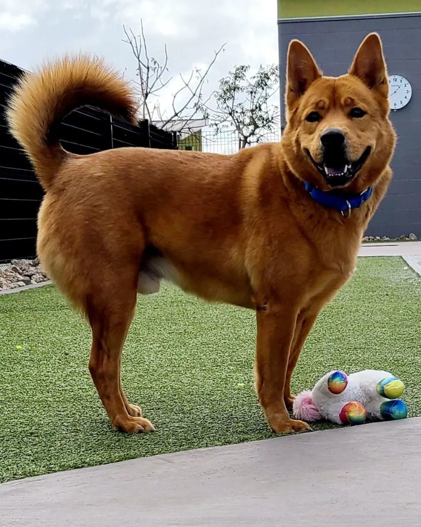 Enlarge Libby, a Adoptable mixed breed in Phoenix, AZ image 8/11