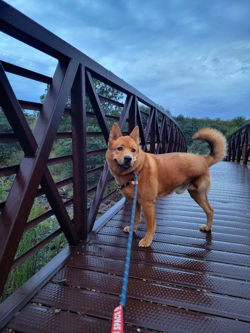 Enlarge Libby, a Adoptable mixed breed in Phoenix, AZ image 9/11