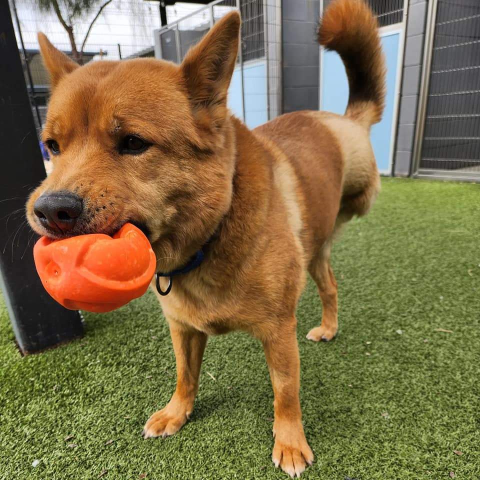 Enlarge Libby, a Adoptable mixed breed in Phoenix, AZ image 10/11