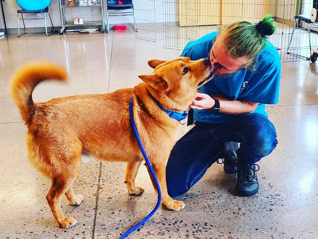 Enlarge Libby, a Adoptable mixed breed in Phoenix, AZ image 1/11