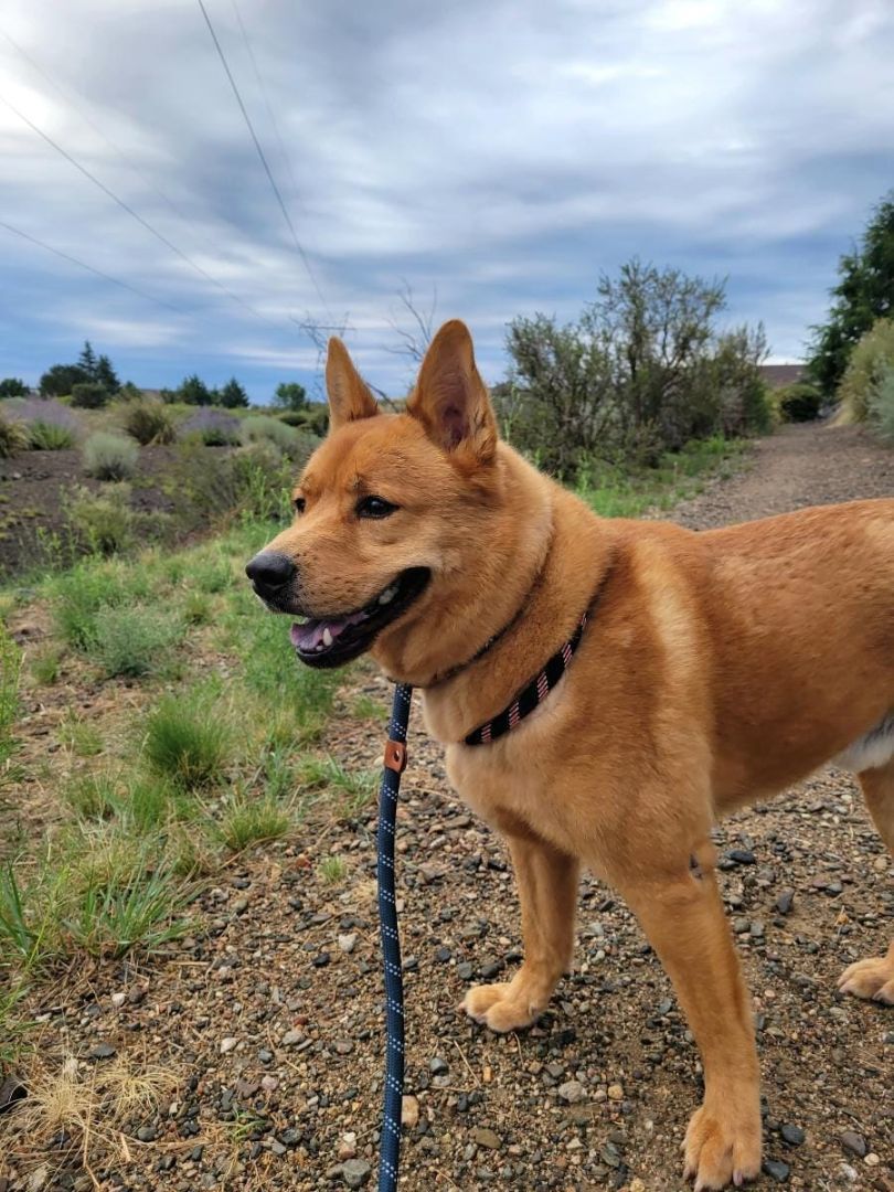 Enlarge Libby, a Adoptable mixed breed in Phoenix, AZ image 11/11