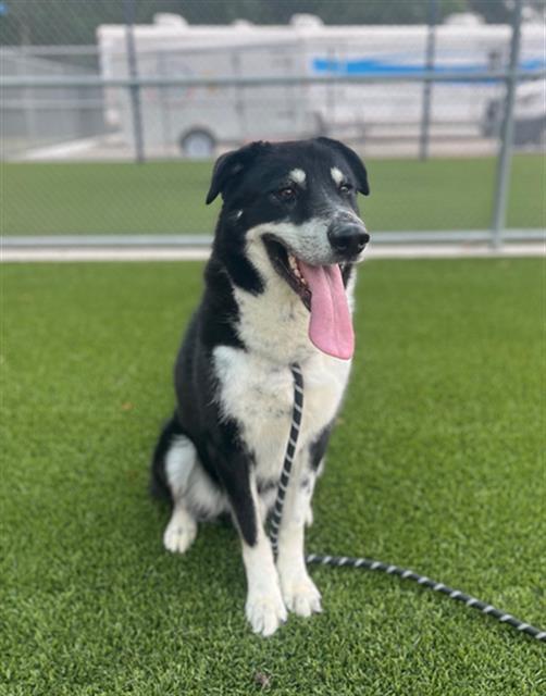 Enlarge BEAR, a Adoptable mixed breed in Baytown, TX image 1/1