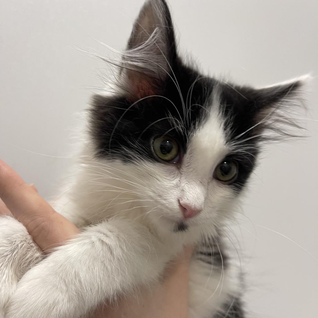 Ripley, Adoptable, Kitten Female Domestic Short Hair.