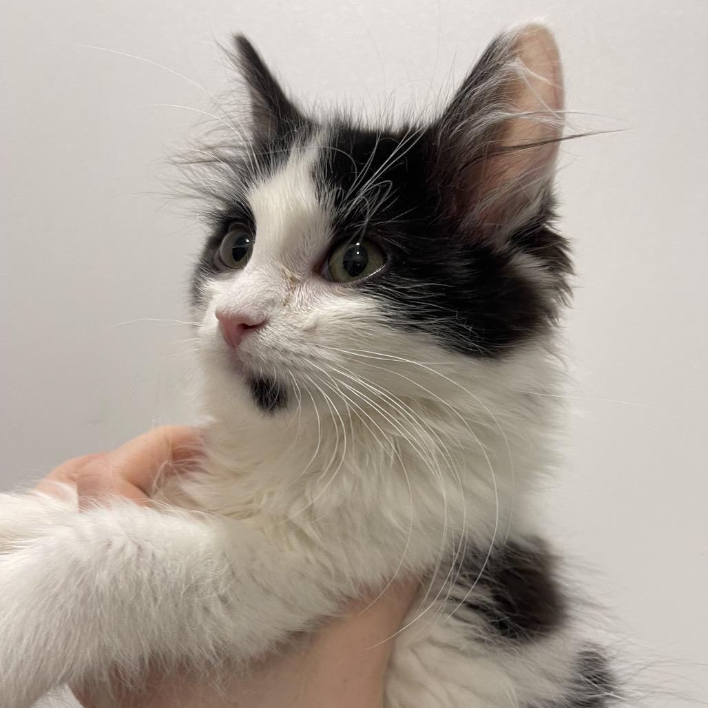 Enlarge Ripley, a Adoptable Domestic Short Hair in Winston Salem, NC image 2/6