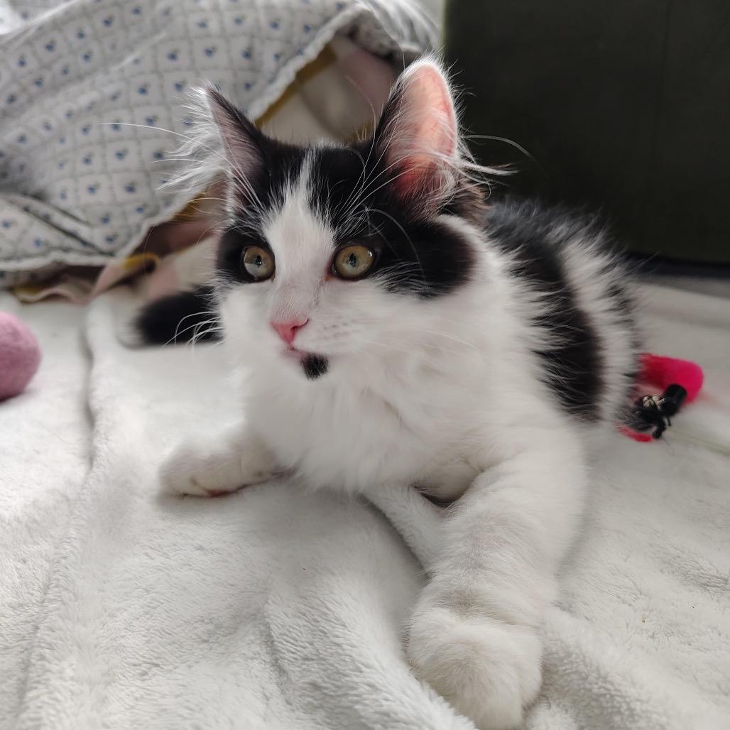 Enlarge Ripley, a Adoptable Domestic Short Hair in Winston Salem, NC image 3/6