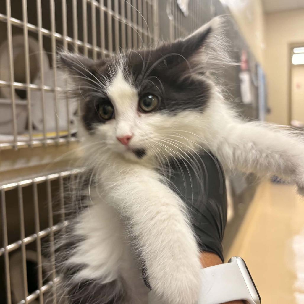 Enlarge Ripley, a Adoptable Domestic Short Hair in Winston Salem, NC image 5/6