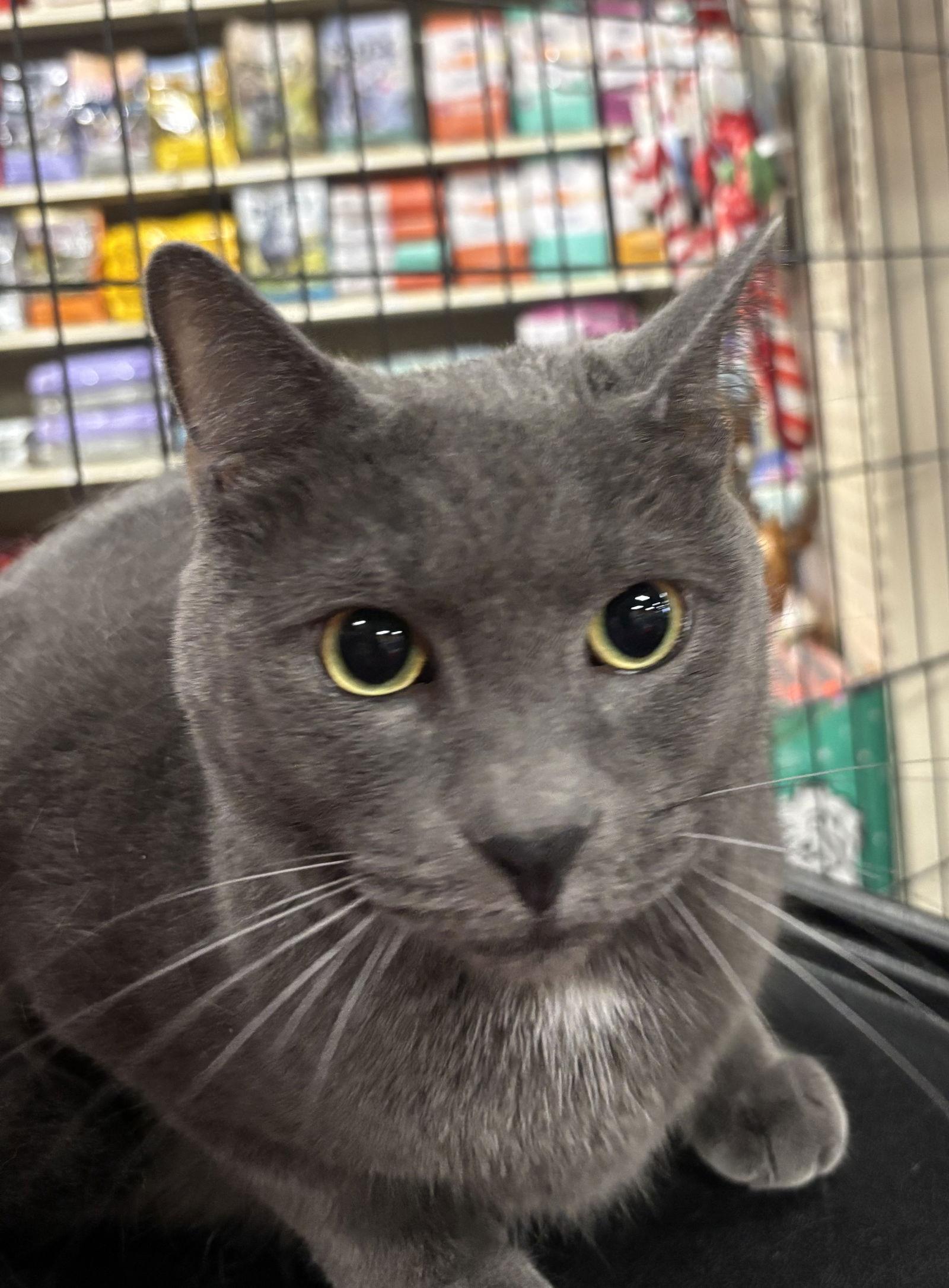 Phillip, Adoptable, Adult Male Domestic Short Hair & Russian Blue.