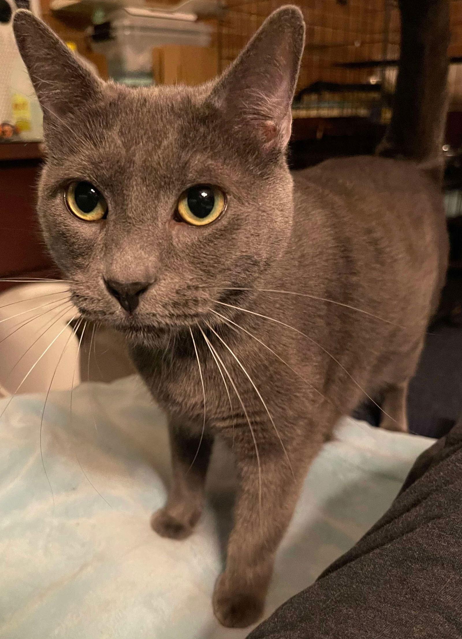 Phillip, a Adoptable mixed breed in Oakboro , NC image 2/3