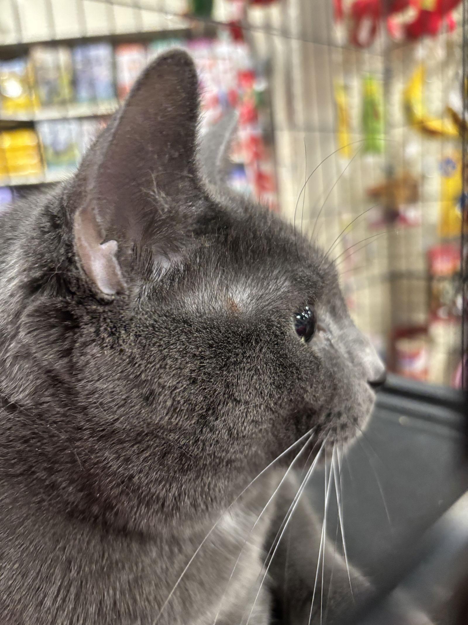 Phillip, a Adoptable mixed breed in Oakboro , NC image 3/3