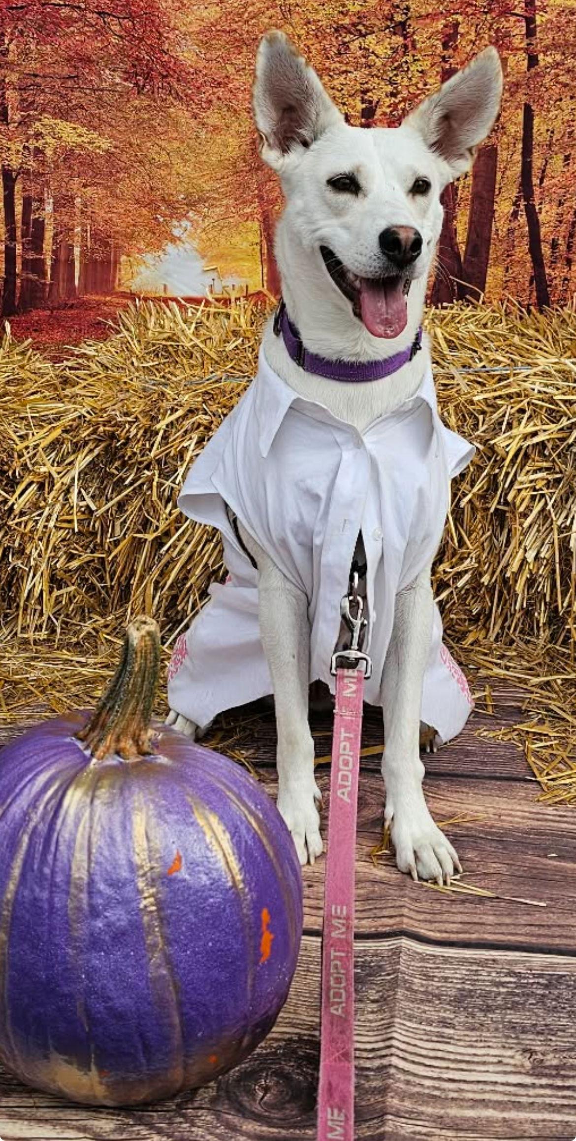 Enlarge LUMINOX, a Adoptable mixed breed in Minesing, ON image 1/6