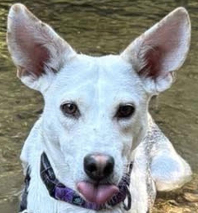 LUMINOX, a Adoptable mixed breed in Minesing, ON image 2/3