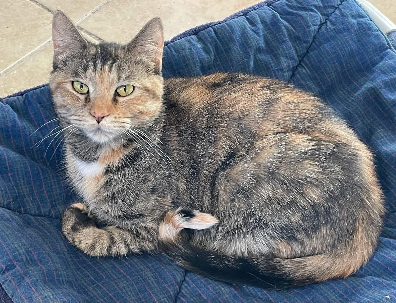 Cleo