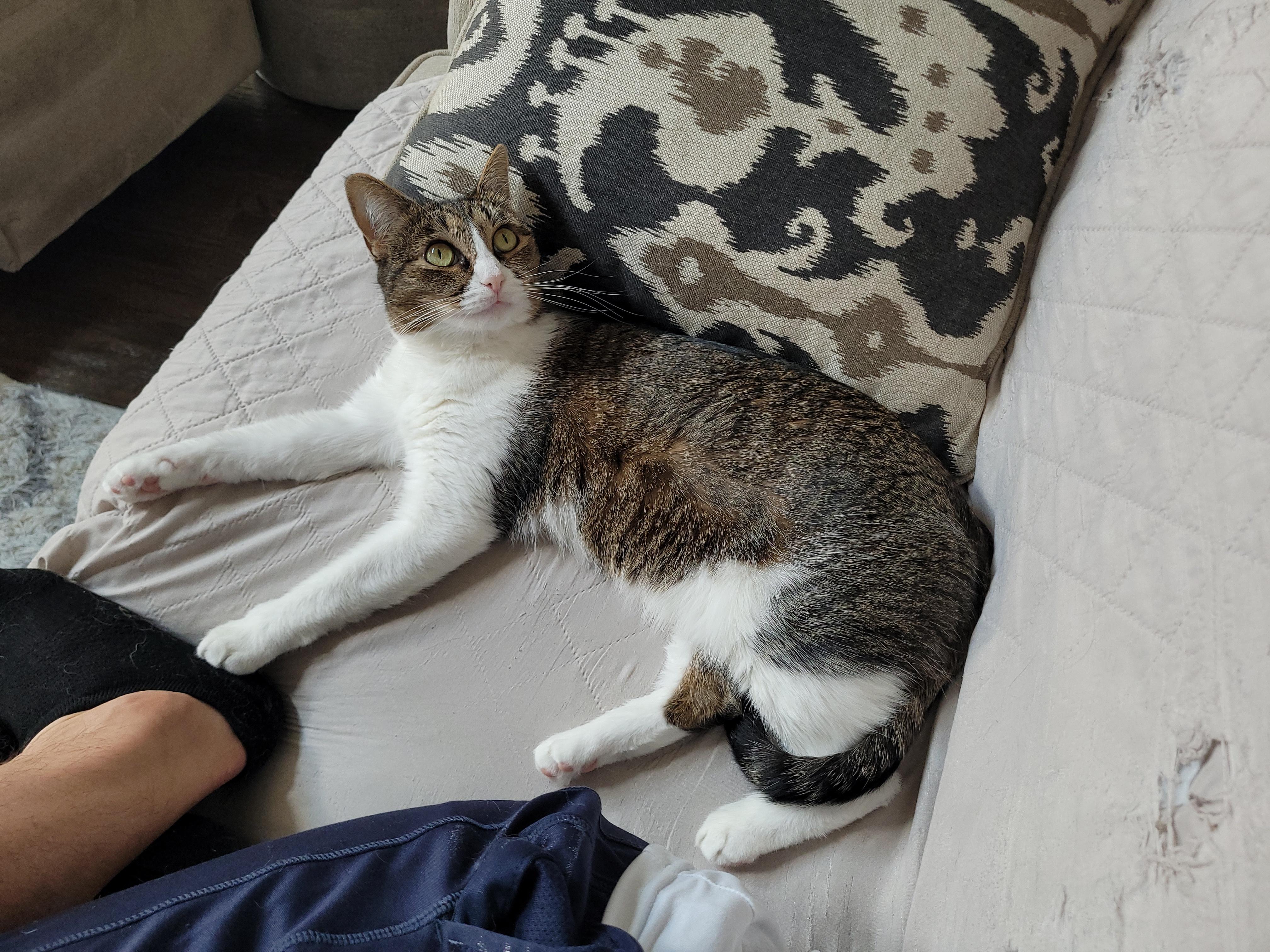 Kenzie, Adoptable, Young Female Domestic Short Hair.