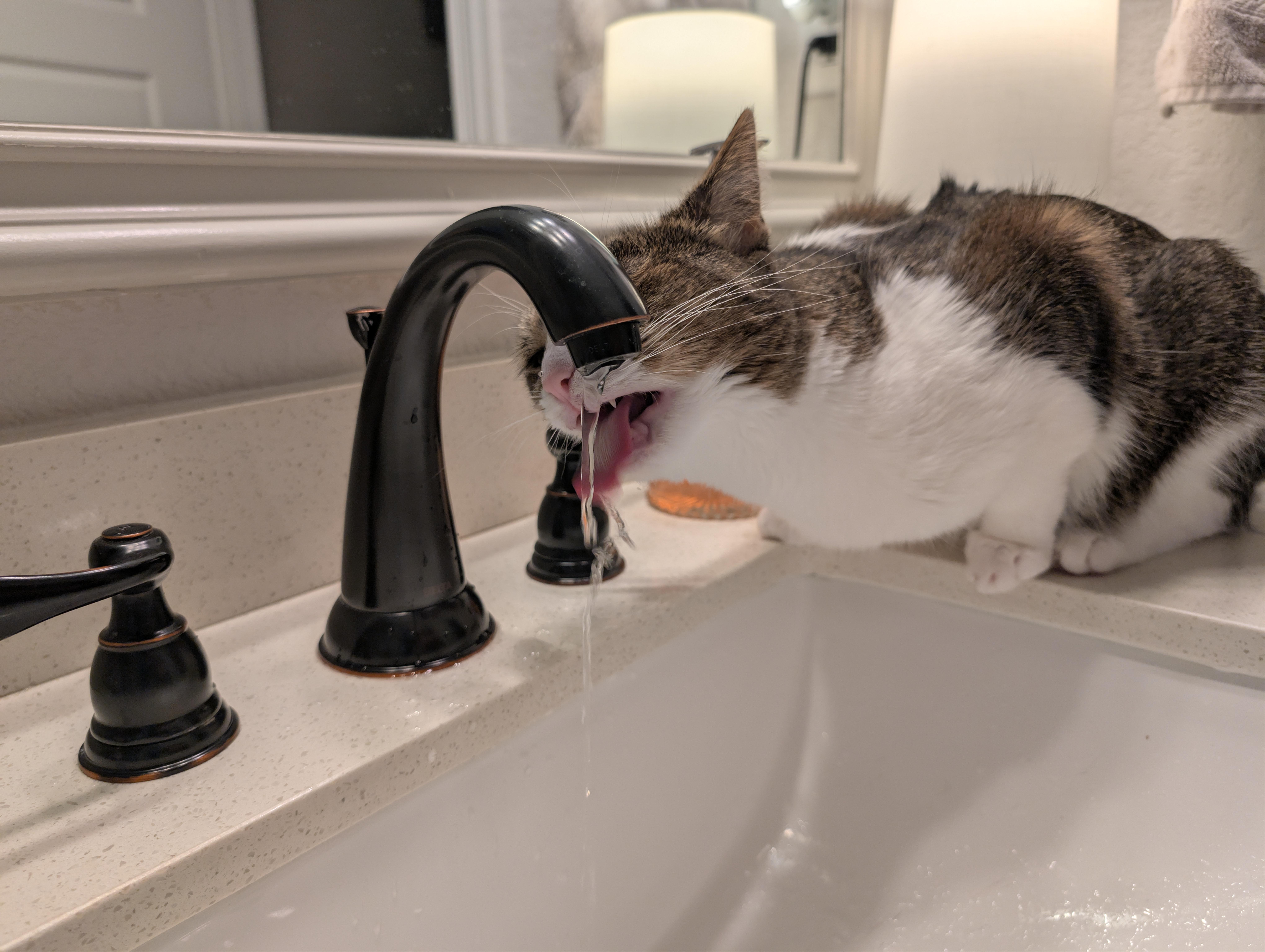 Kenzie, a Adoptable mixed breed in Keller, TX image 2/5