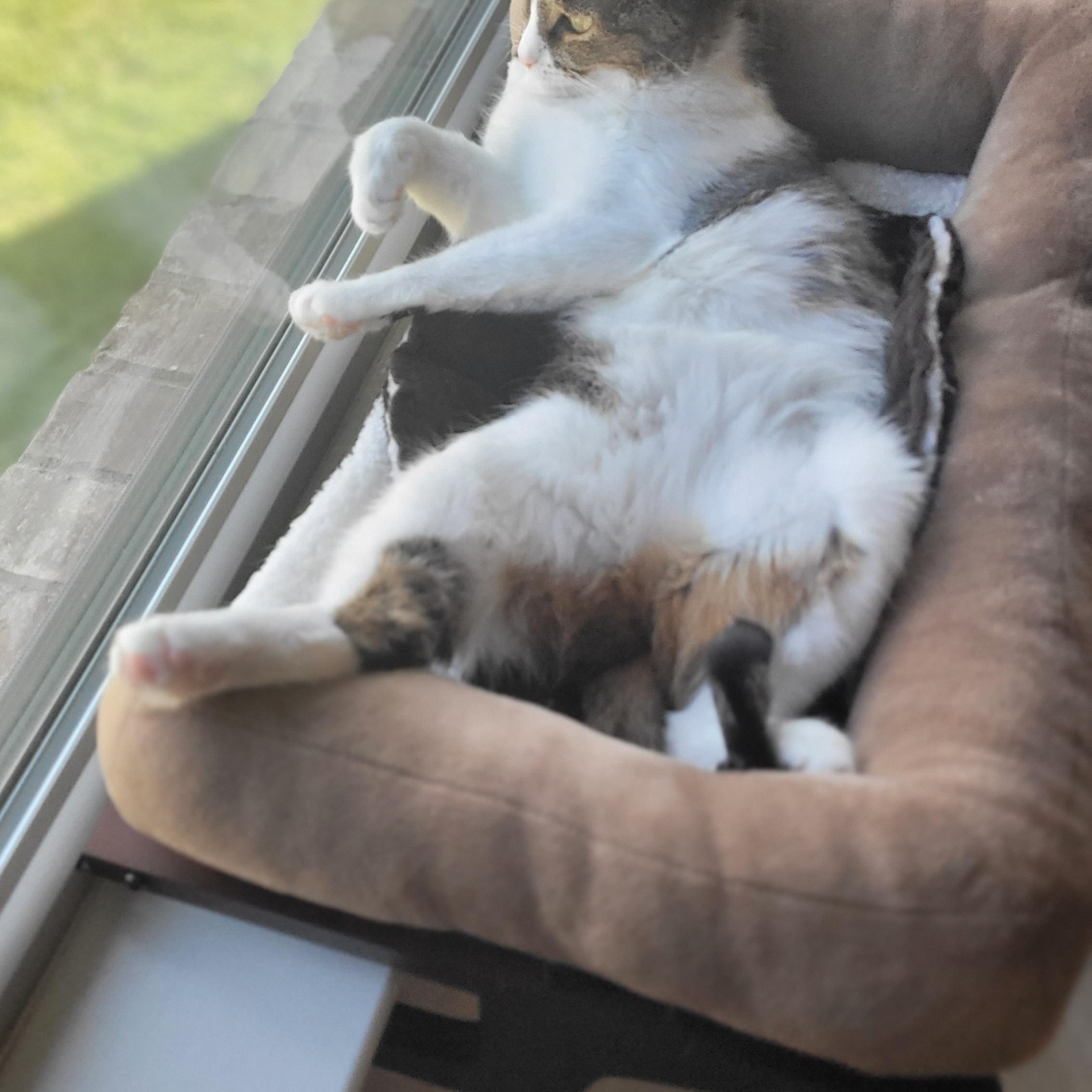 Kenzie, a Adoptable mixed breed in Keller, TX image 3/5