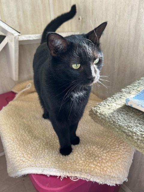 Shelby, Adoptable, Adult Female Domestic Short Hair.