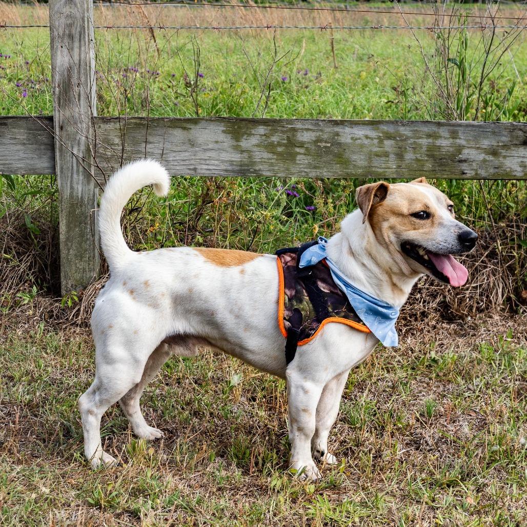 Willie Nelson, Adoptable, Puppy Male Jack Russell Terrier & Retriever.