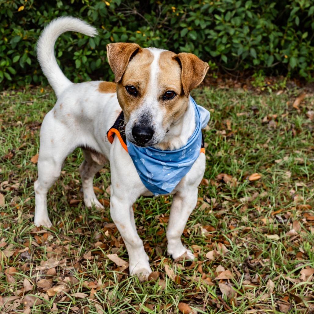 Enlarge Willie Nelson, a Adoptable mixed breed in Enterprise, AL image 2/3