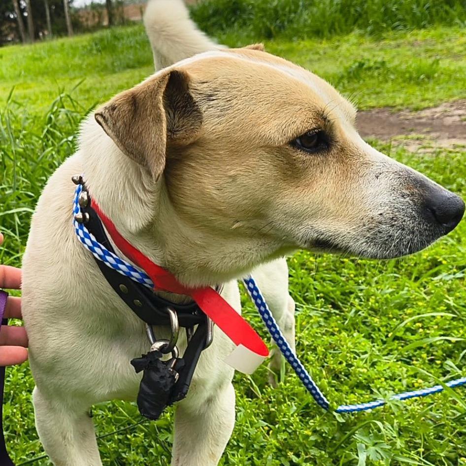 Enlarge Willie Nelson, a Adoptable mixed breed in Enterprise, AL image 3/3