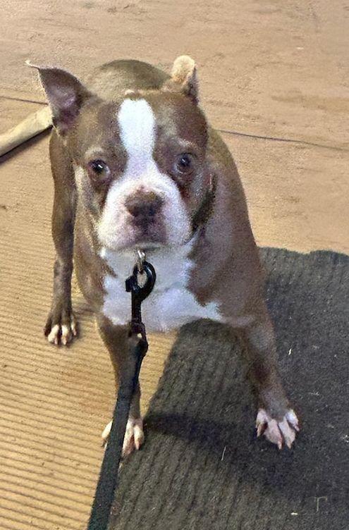 Enlarge REMI (ohiosdrescue@gmail.com), a ADOPTABLE Boston Terrier in Elyria, OH image 2/3