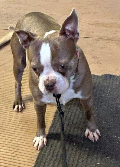 Enlarge REMI (ohiosdrescue@gmail.com), a ADOPTABLE Boston Terrier in Elyria, OH image 1/3