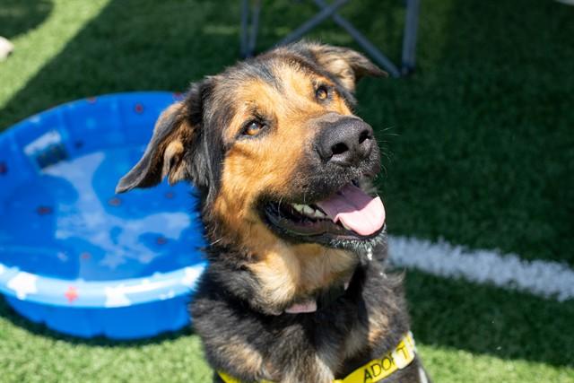 Enlarge KARL, a Adoptable mixed breed in Saint Peters, MO image 1/1