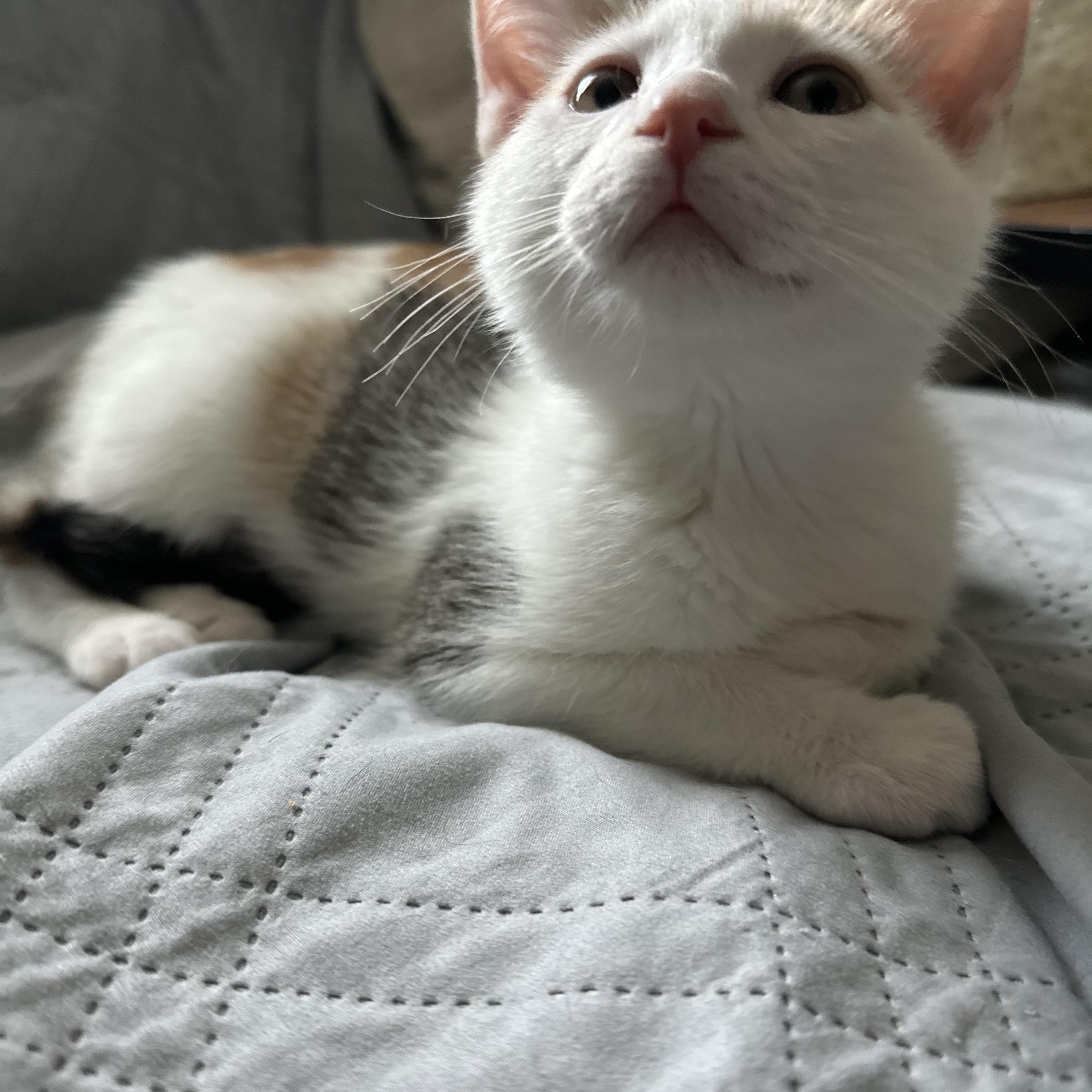 Enlarge Cleo, an adopted Domestic Short Hair in Wheeling, IL image 1/3