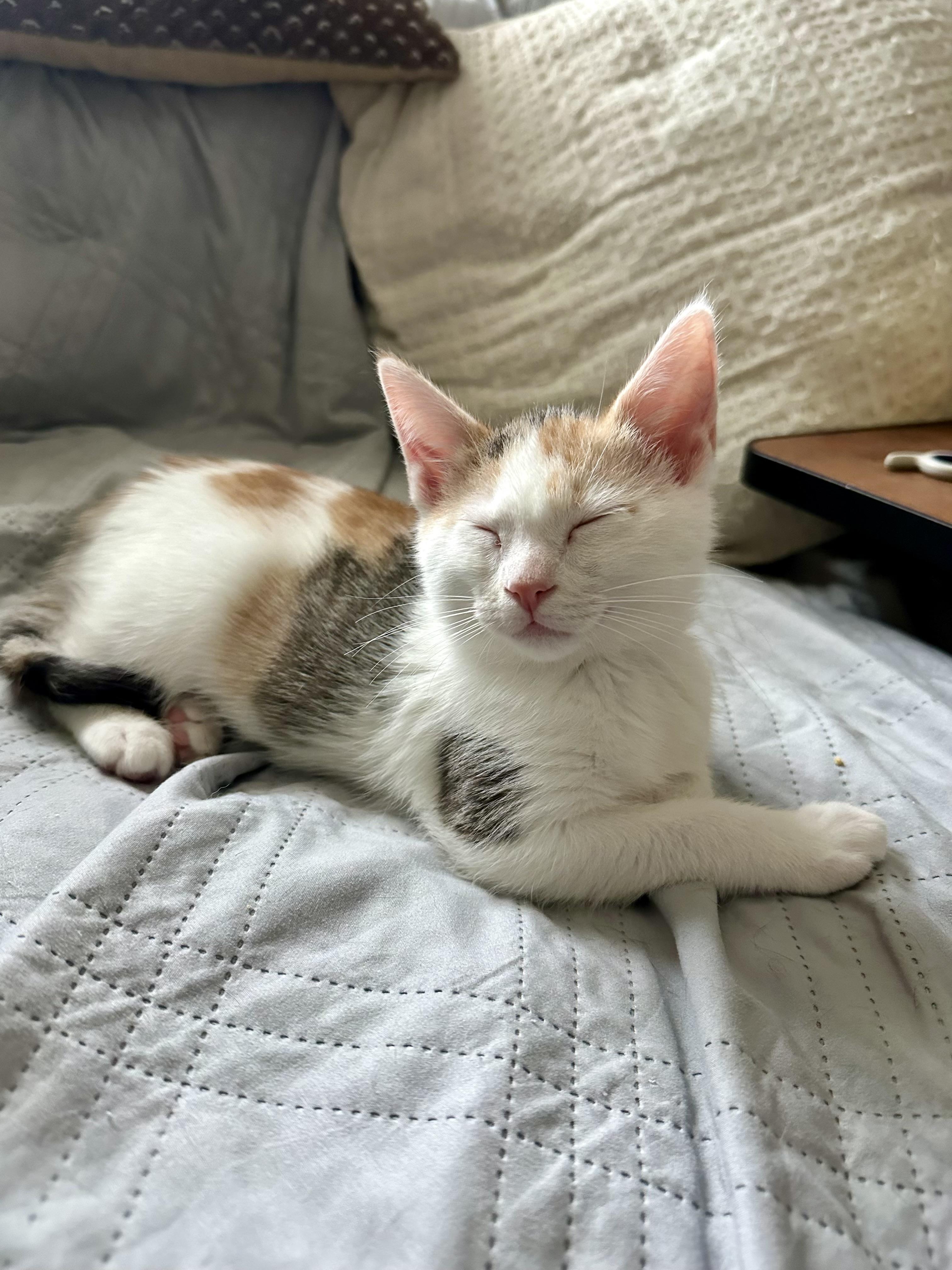 Enlarge Cleo, an adopted Domestic Short Hair in Wheeling, IL image 2/3