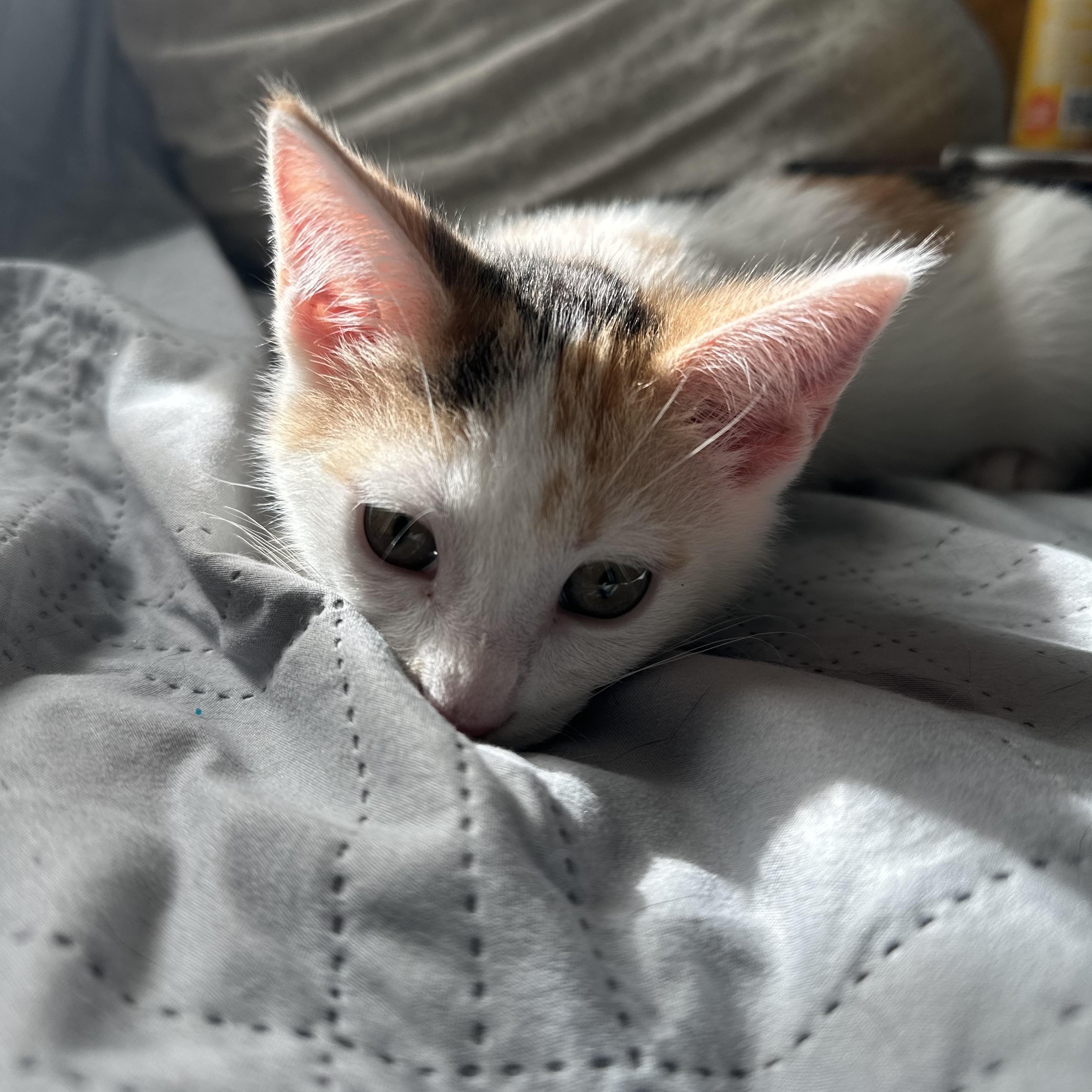 Enlarge Cleo, an adopted Domestic Short Hair in Wheeling, IL image 3/3
