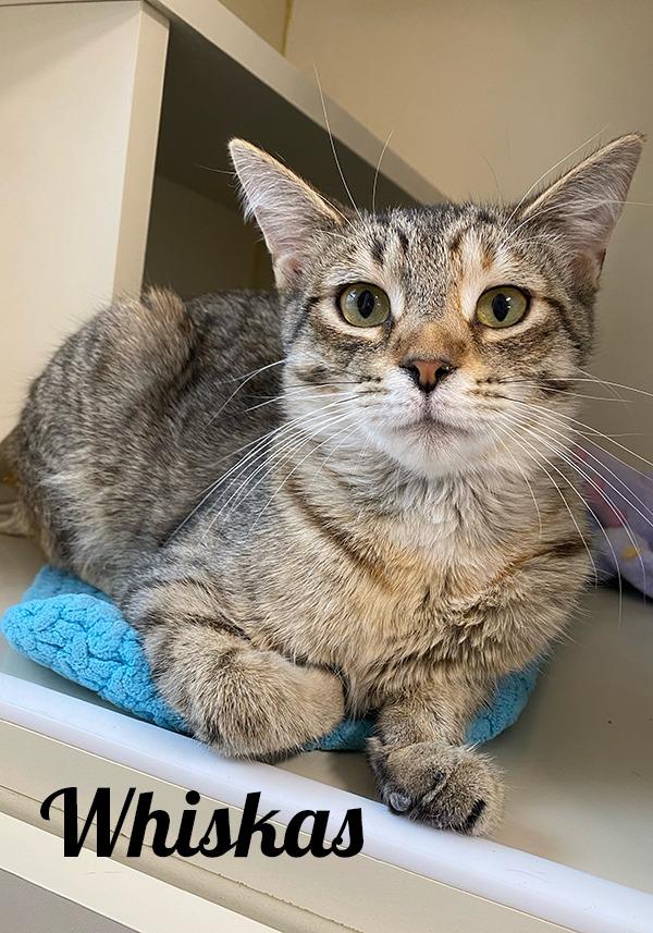 Enlarge Whiskas, a Adoptable Domestic Short Hair in Manistee, MI image 1/1