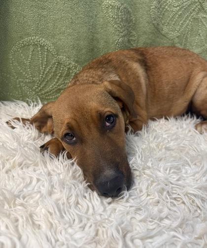 Enlarge Bubbles, an adopted mixed breed in Roseburg, OR image 1/1
