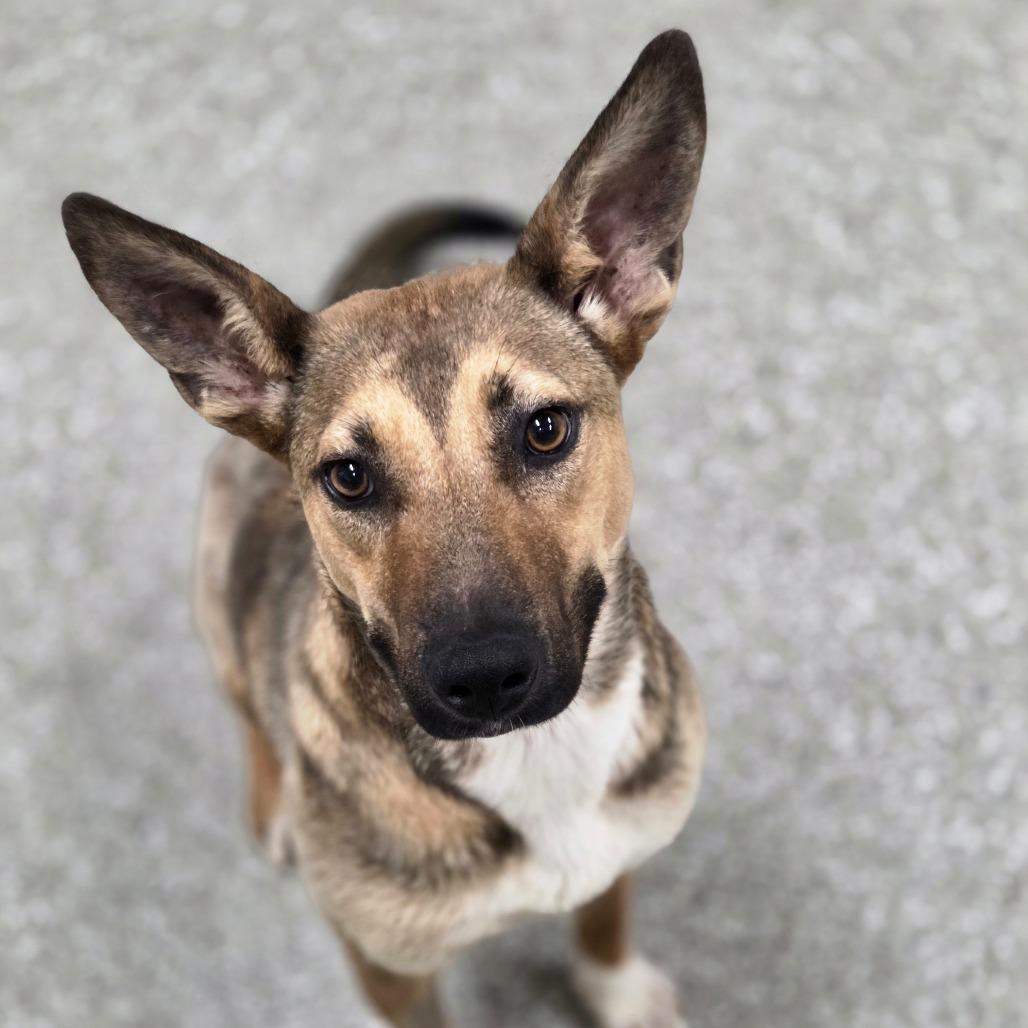 Enlarge Theodora Quinlivan, a Adoptable mixed breed in Enid, OK image 1/2