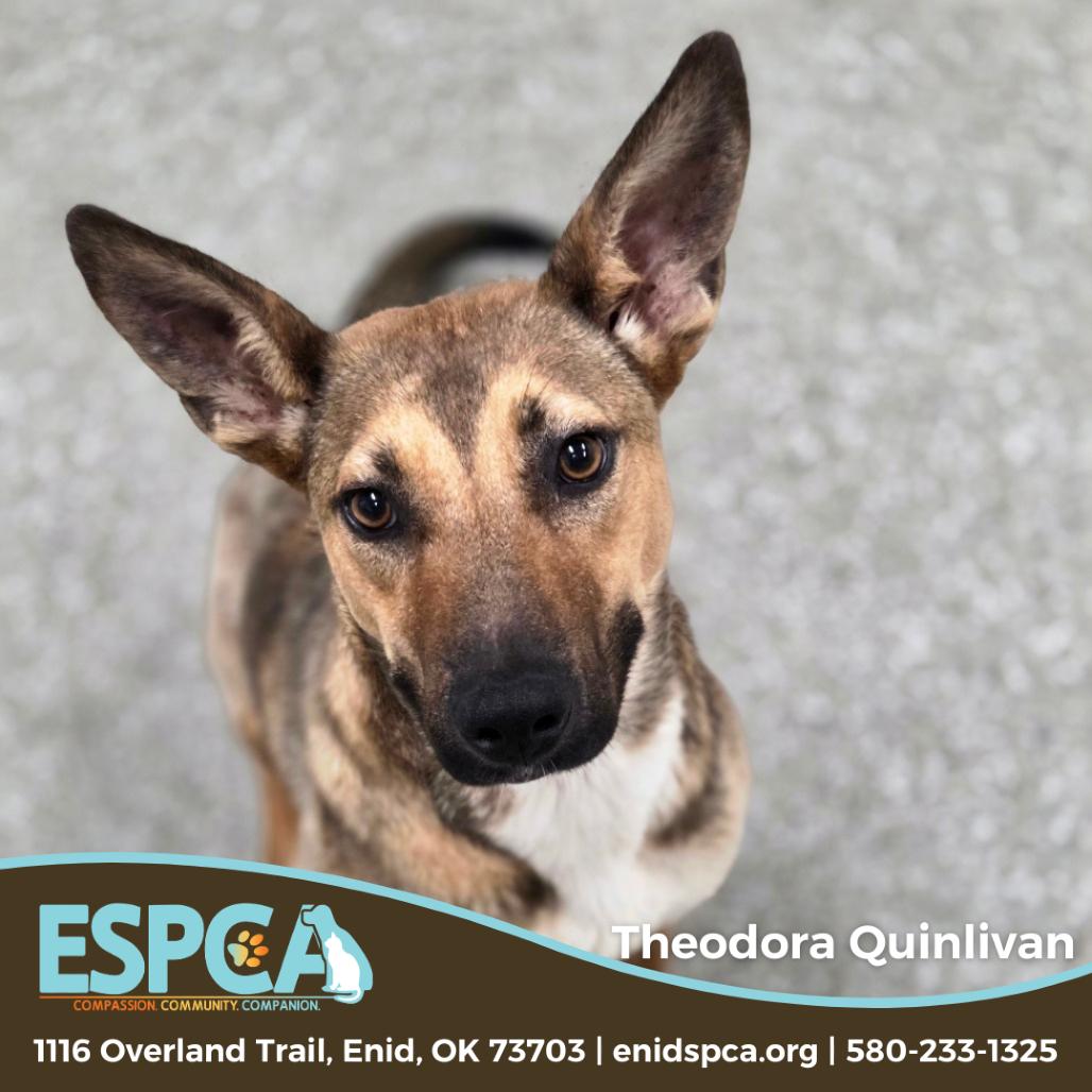 Enlarge Theodora Quinlivan, a Adoptable mixed breed in Enid, OK image 2/2
