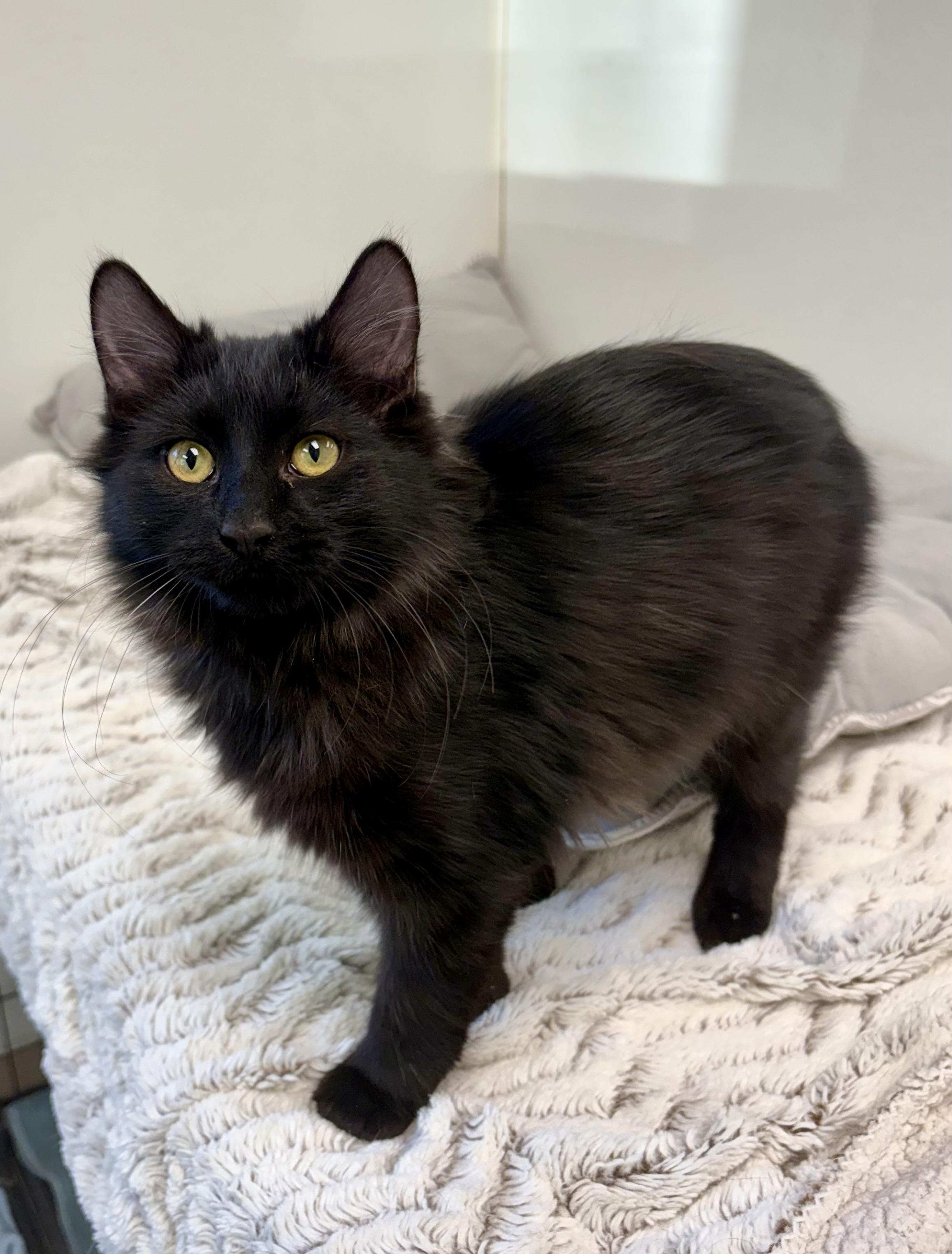 Emirates, Adopted, Young Male Domestic Medium Hair.