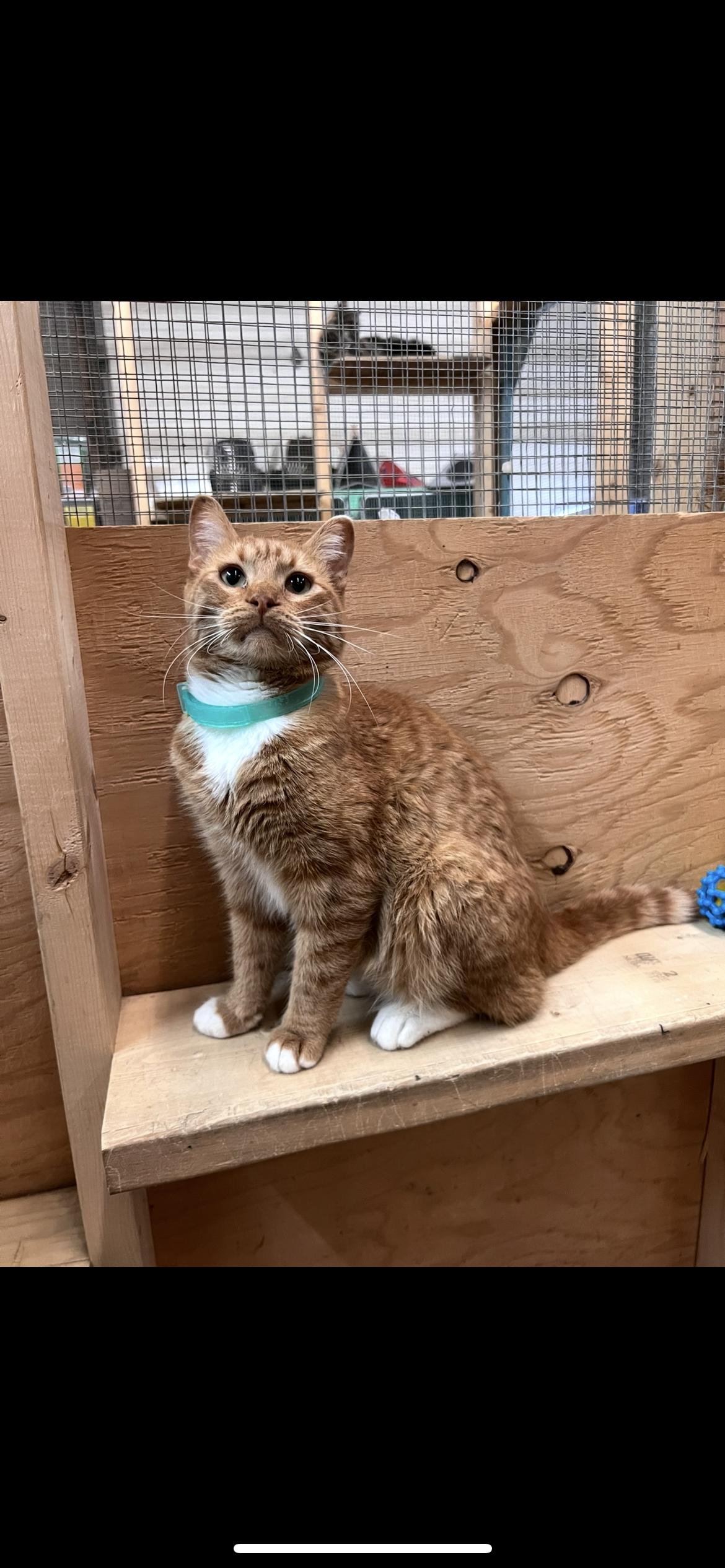 Enlarge Berlioz, a Adoptable mixed breed in Peace River, AB image 1/1