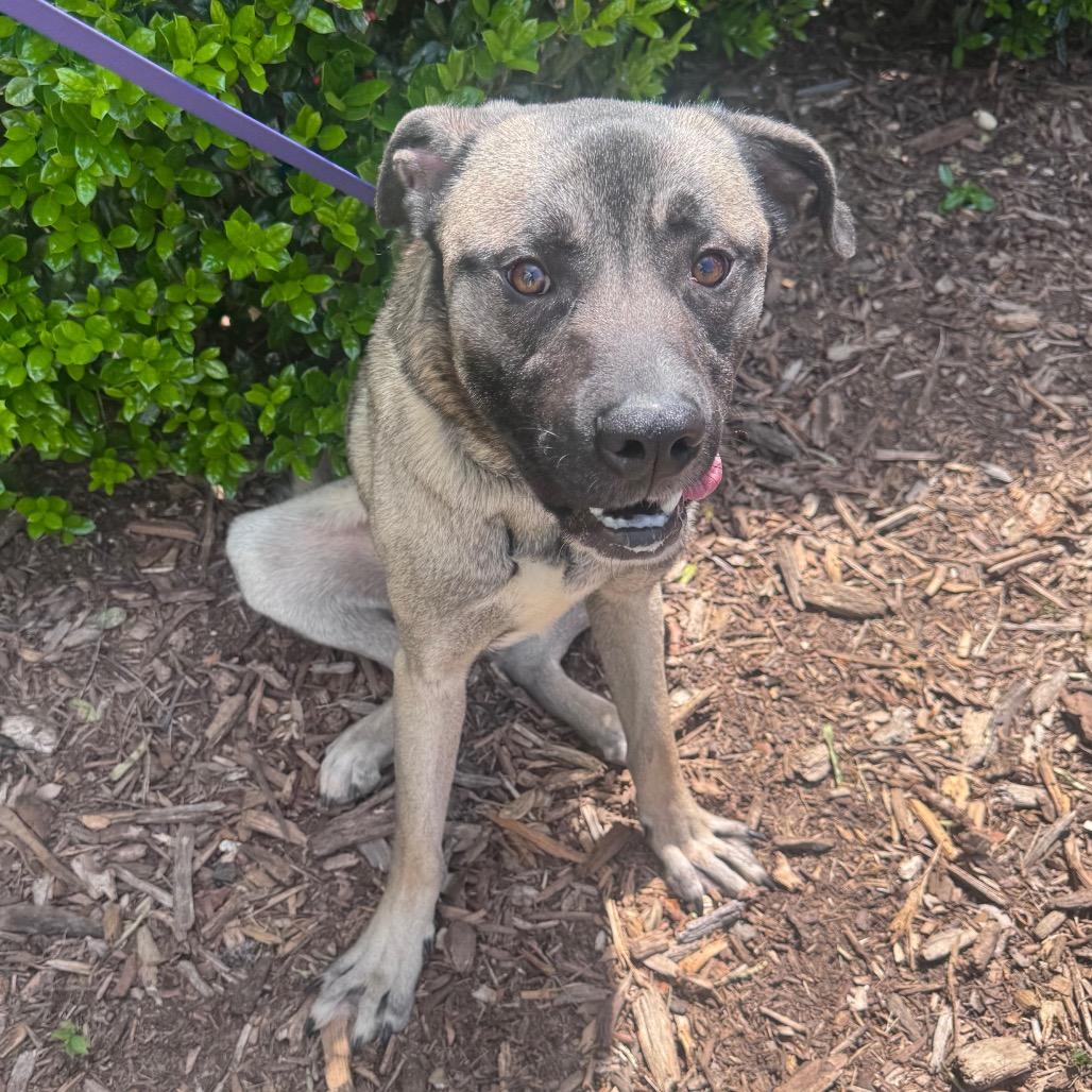 Enlarge Gohan, a Adoptable Mixed Breed in Winston-Salem, NC image 1/3