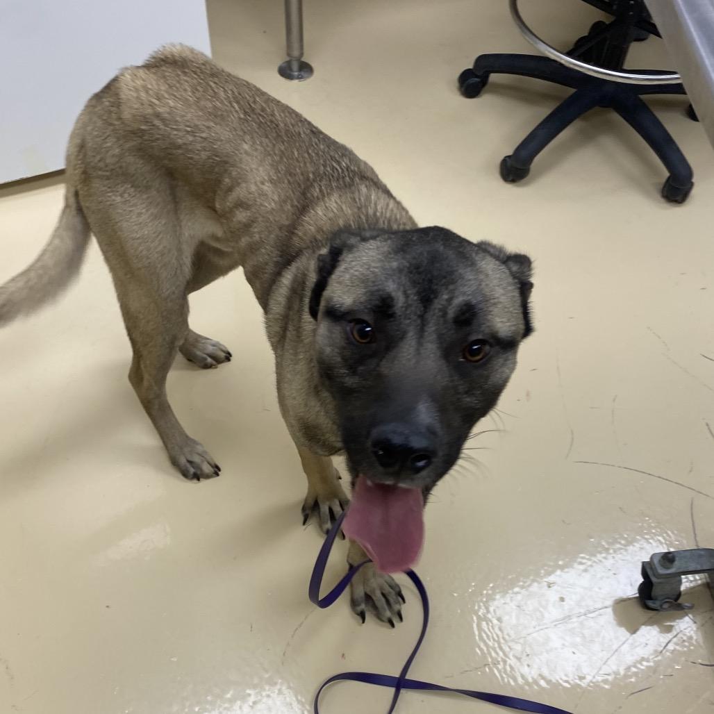 Enlarge Gohan, a Adoptable Mixed Breed in Winston-Salem, NC image 2/3