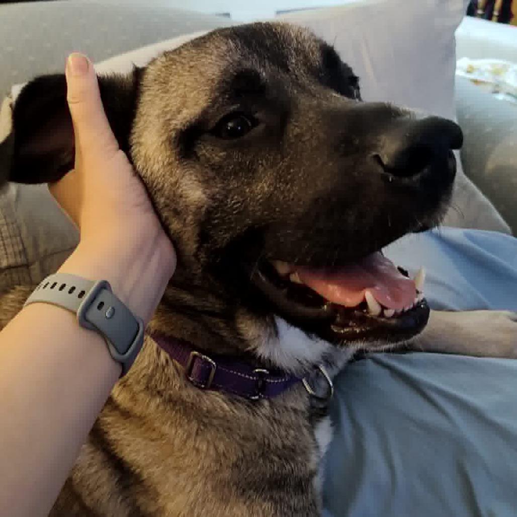Gohan, a Adoptable Mixed Breed in Winston-Salem, NC image 3/6