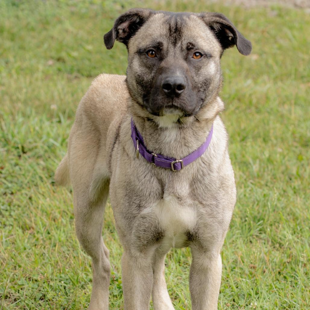 Gohan, a Adoptable Mixed Breed in Winston-Salem, NC image 4/6