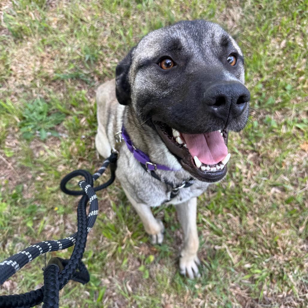 Enlarge Gohan, a Adoptable Mixed Breed in Winston-Salem, NC image 3/3