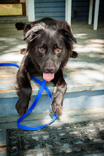 OSO, a Adoptable mixed breed in Dallas, TX image 1/6