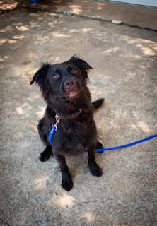 OSO, a Adoptable mixed breed in Dallas, TX image 2/6