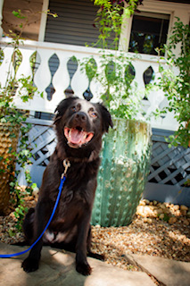 OSO, a Adoptable mixed breed in Dallas, TX image 3/6