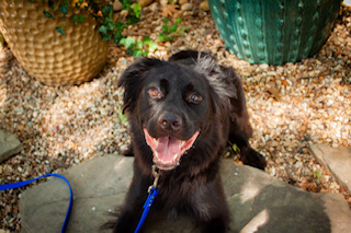 OSO, a Adoptable mixed breed in Dallas, TX image 4/6