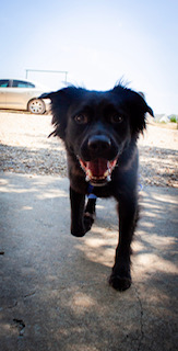 OSO, a Adoptable mixed breed in Dallas, TX image 5/6