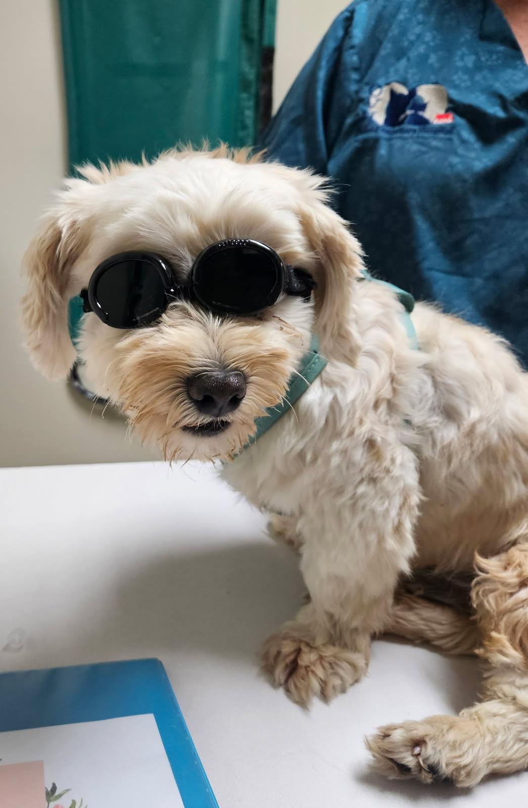 Paso, a Adoptable Shih poo in Lincoln University, PA image 4/5